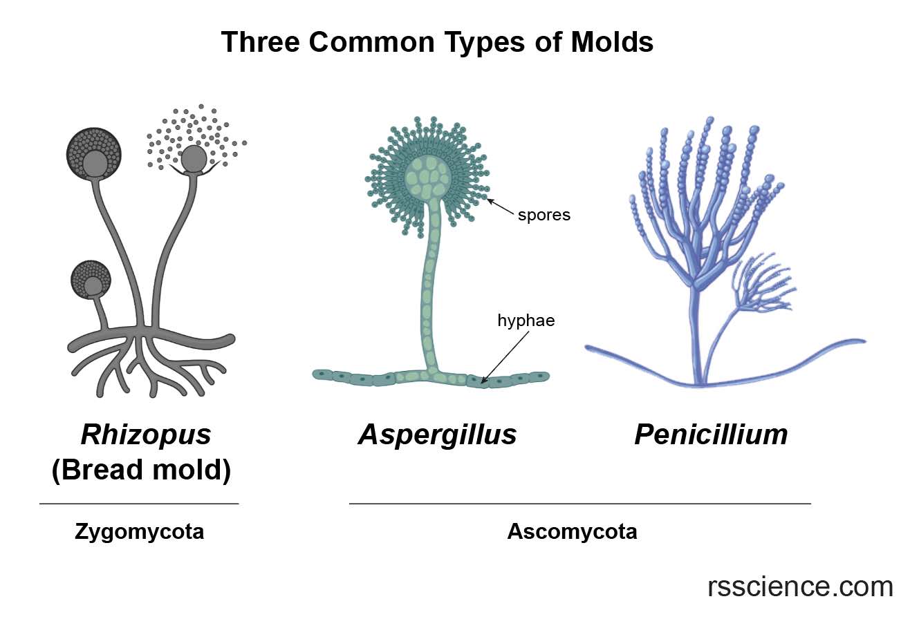 The Biology of Molds (Moulds) classification, characteristics, structure and types Rs' Science