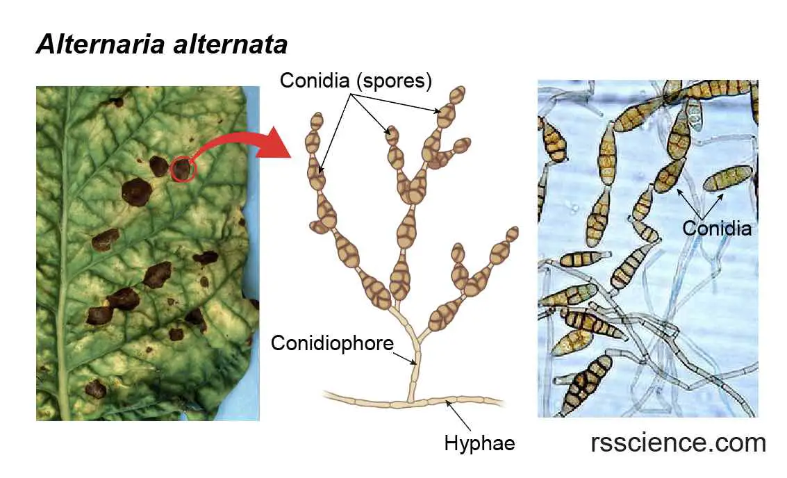 Alternaria Alternata Wohnung