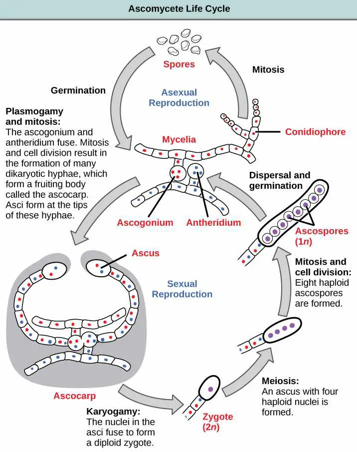 Ascomycetes-sexual-life-cycle