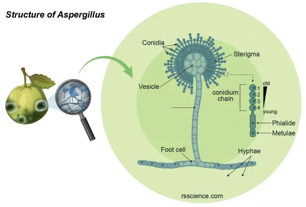 Aspergillus-structure