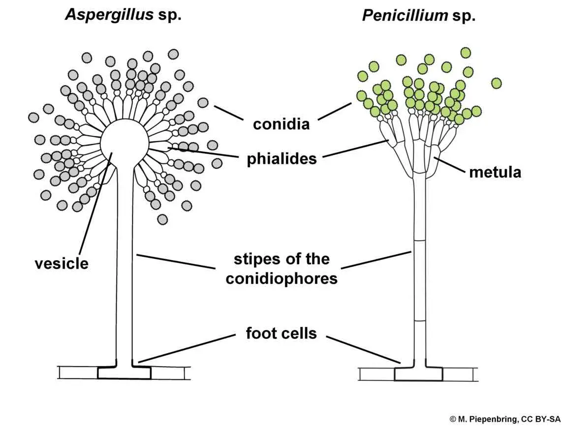 The Biology of Molds (Moulds) classification, characteristics