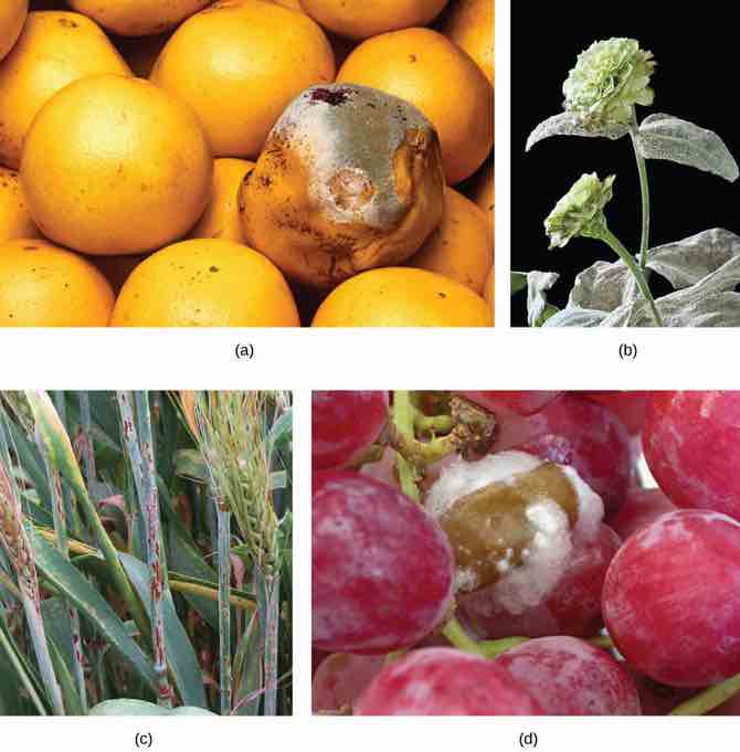 Fungal-pathogens-of-plants
