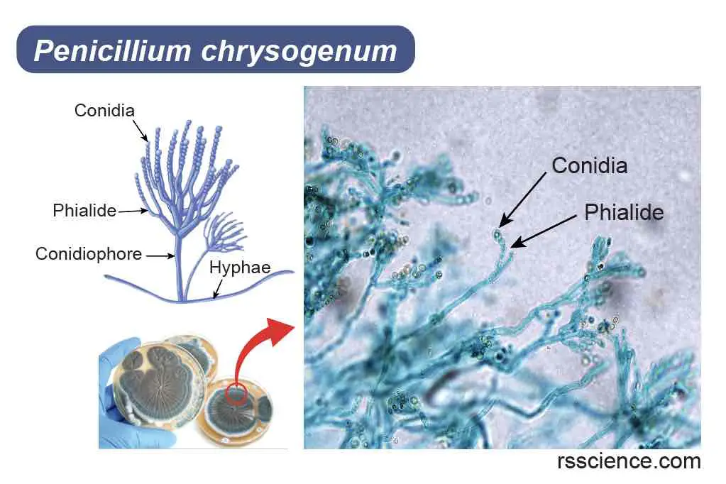 Penicillium-chrysogenum