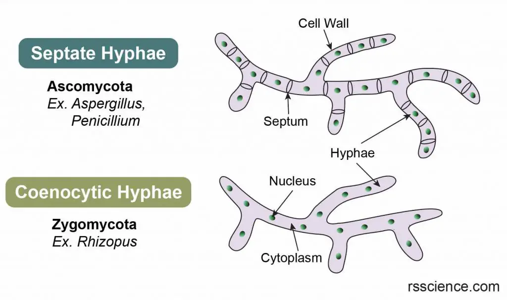 Septate-Coenocytic-hyphae-comparison2