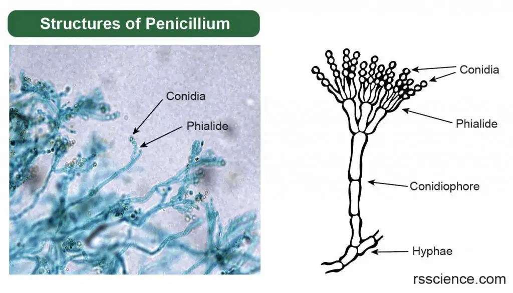 basic-structures-of-Penicillium