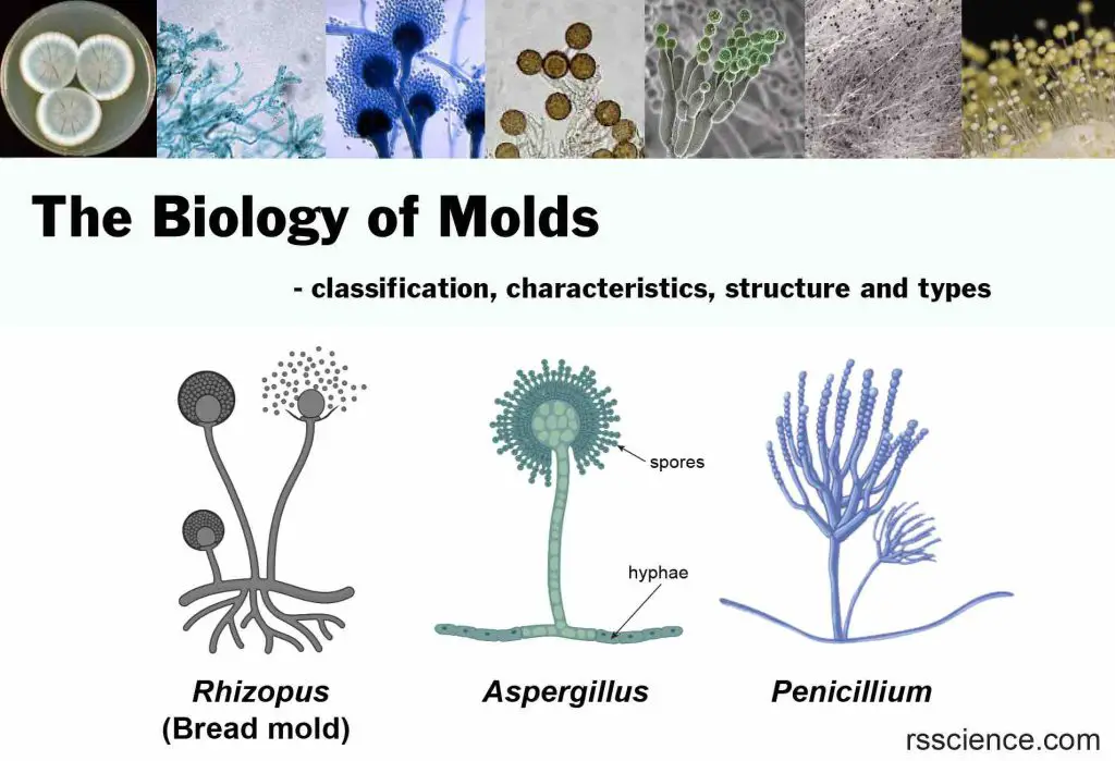 biology of mold classification structure types1