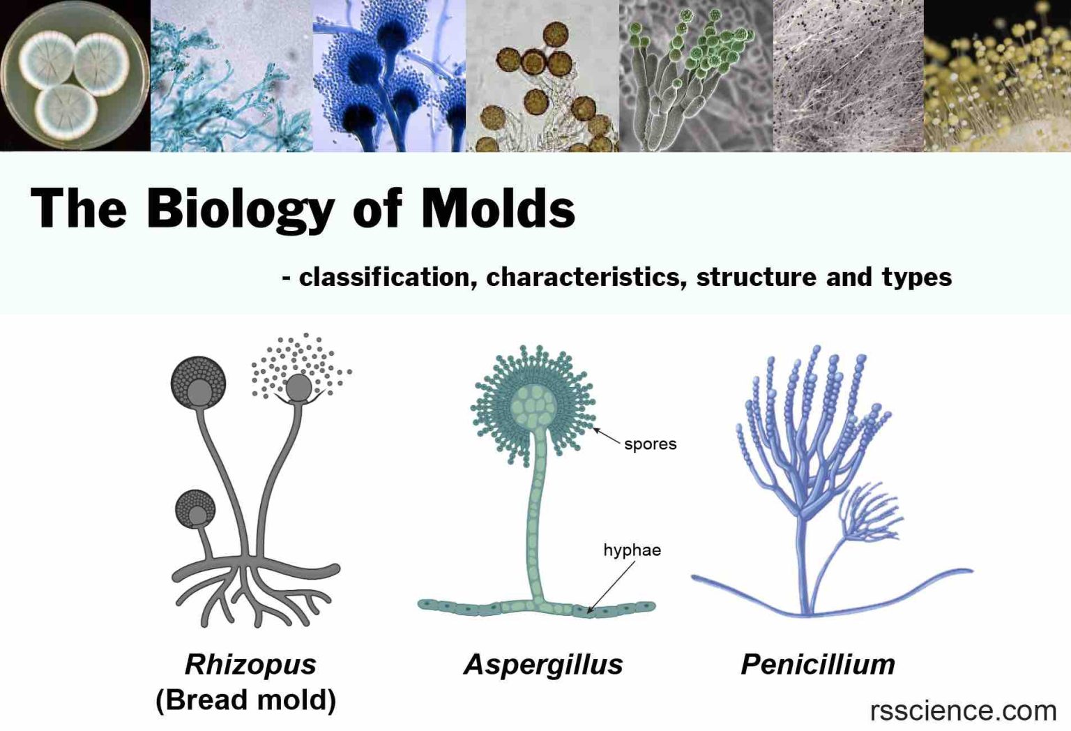 The Biology of Molds (Moulds) classification, characteristics