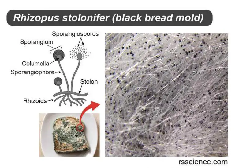The Biology of Molds (Moulds) - classification, characteristics