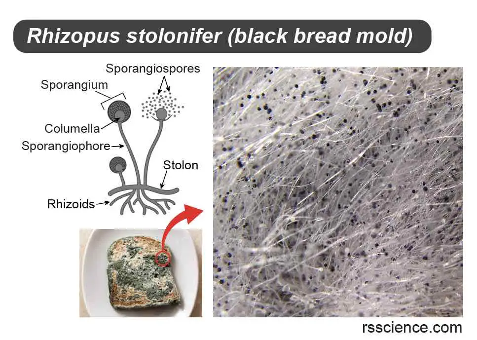 black-bread-mold