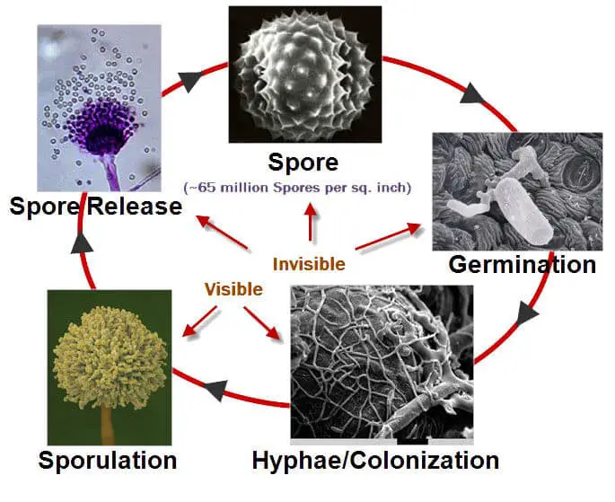life-cycle-of-mold