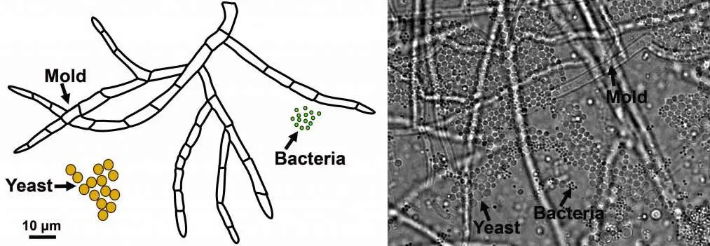 mold-yeast-bacteria-comparison