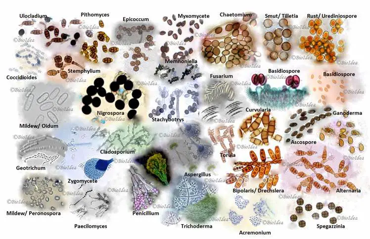various-mold-morphology-and-spores