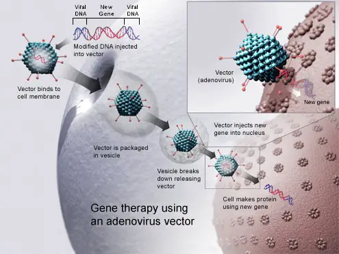 Gene-therapy-adenovirus
