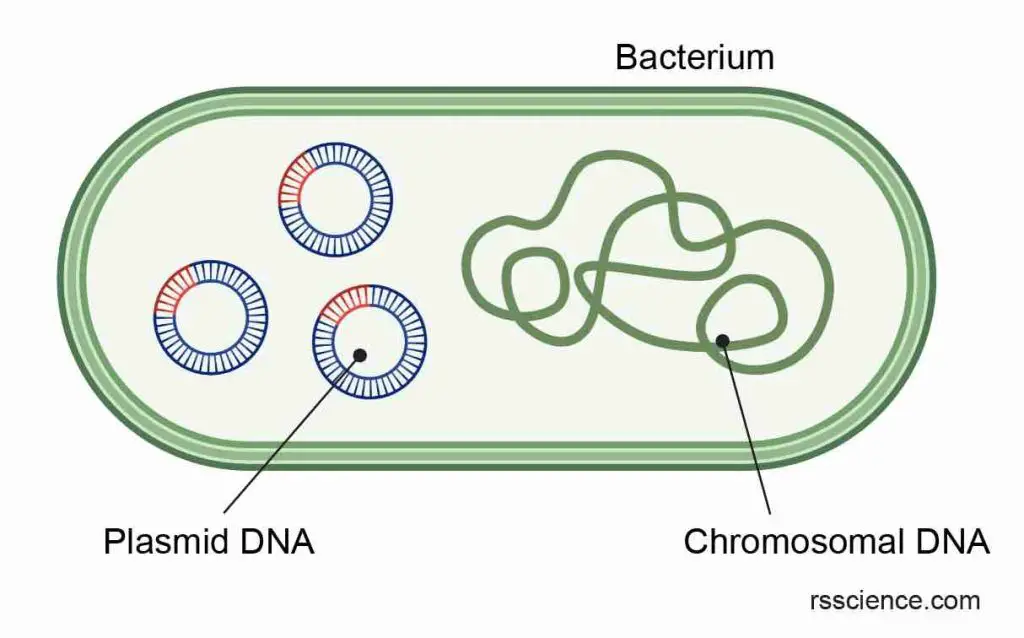 Plasmid-DNA