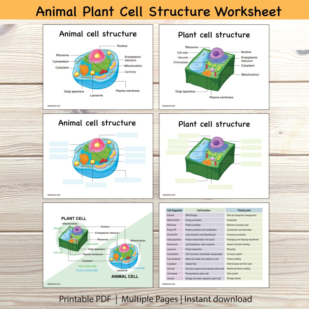 animal and plant cell structure worksheet-01