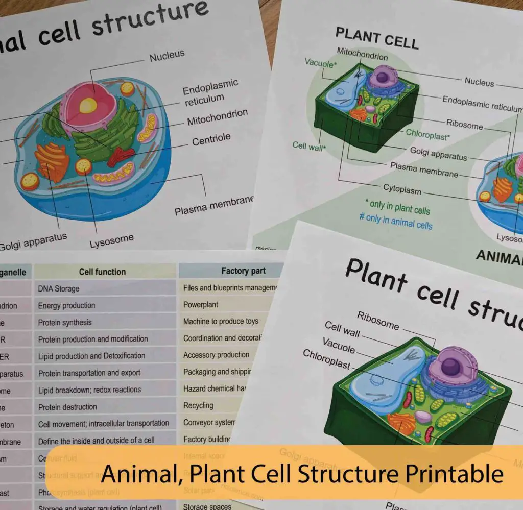 animal-plant-cell-ad