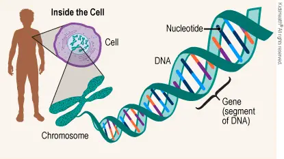 gene-and-cell