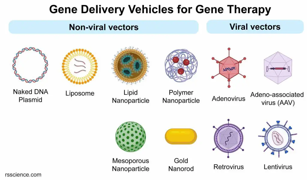 gene-delivery-vehicles-gene-therapy