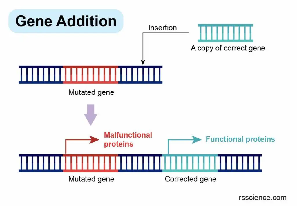 gene-therapy-gene-addition