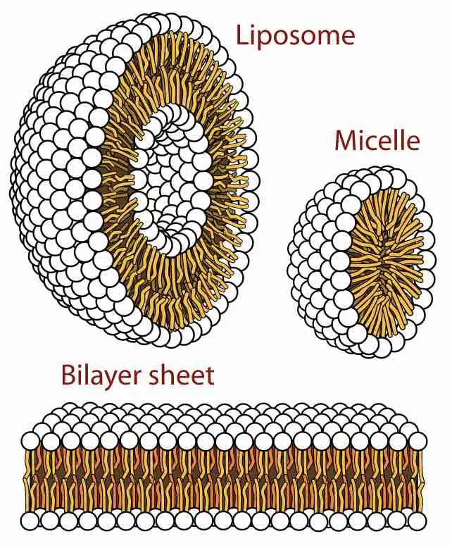 lipid-micelle-liposome-bilayer