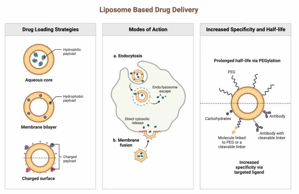 liposome-based-drug-delivery