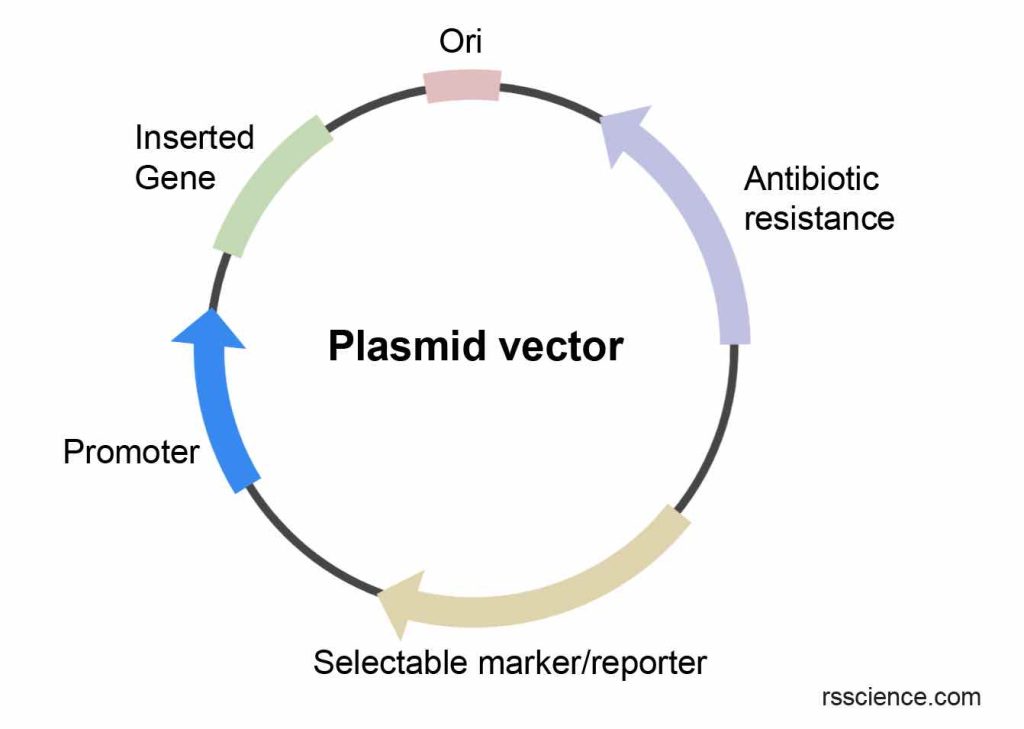 plasmid-vector-component
