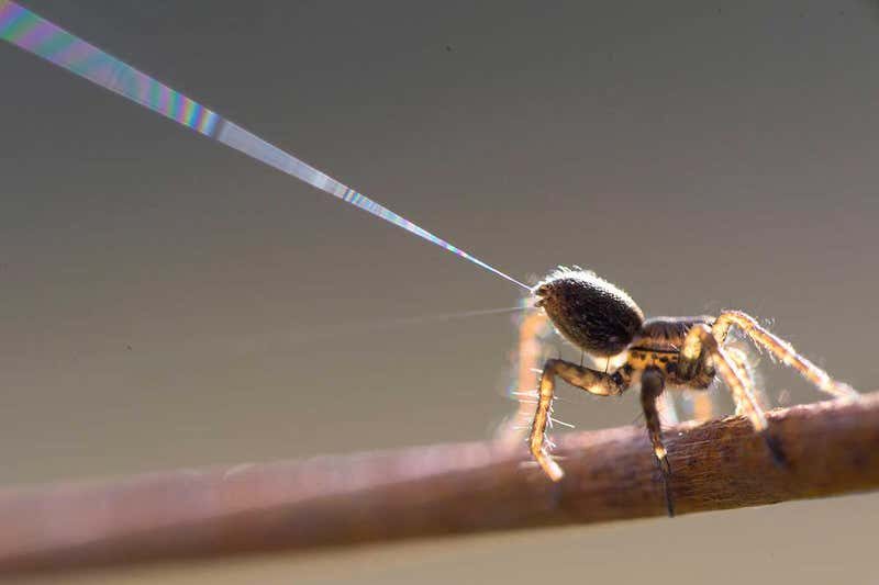 Spider-Taking-Off