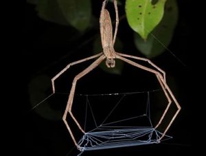 Spider Web Under a Microscope - Rs' Science