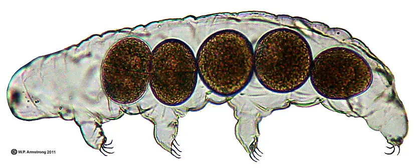 tardigrade_egg