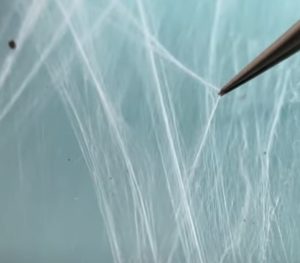 Spider Web Under a Microscope - Rs' Science