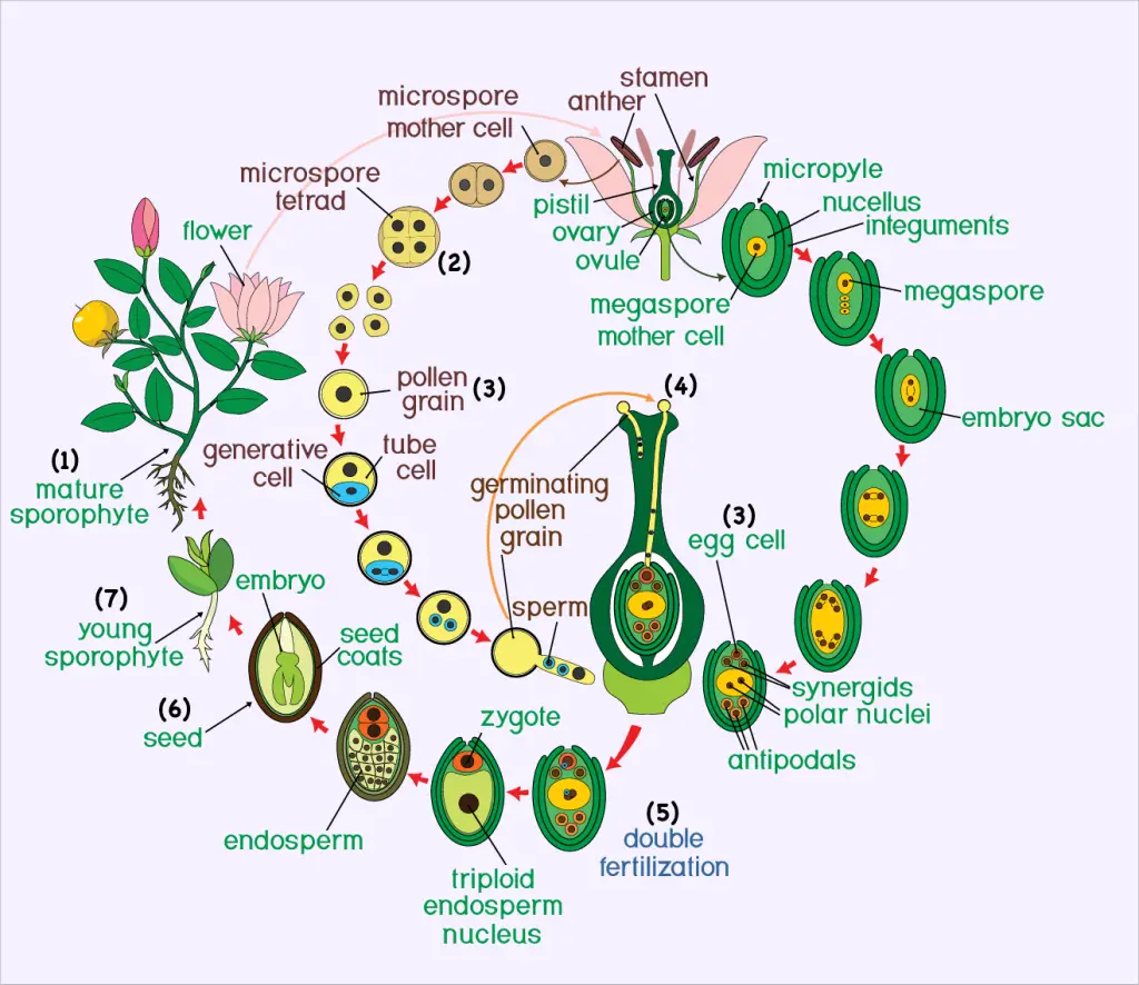 flower plant life cycle