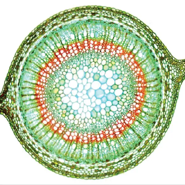 Sycamore Sapling cross section