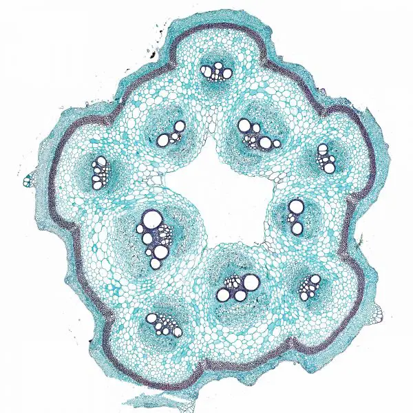 microscopic view of pumpkin cross section